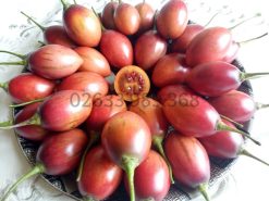 Cà chua thân gỗ