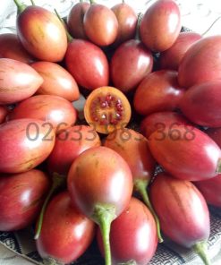 Cà chua thân gỗ