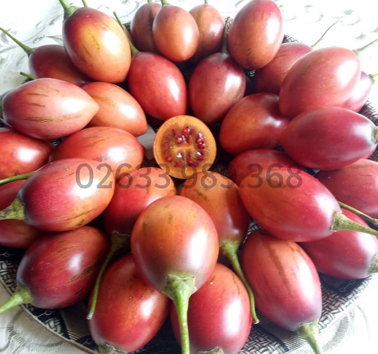 Cà chua thân gỗ