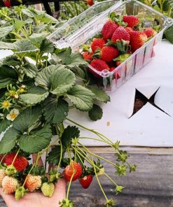 Với hơn một thập kỷ kinh nghiệm trong lĩnh vực nông sản cao cấp, DaLaVi đã trở thành biểu tượng đáng tin cậy của chất lượng và uy tín từ Đà Lạt. Từ những ngày đầu thành lập, DaLaVi đã đặt ra tiêu chuẩn khắt khe để mang đến những sản phẩm đặc sản an toàn, thơm ngon và bổ dưỡng, không chỉ chinh phục thị trường trong nước mà còn mở rộng ra quốc tế. Những sản phẩm được chế biến từ nguồn nguyên liệu tự nhiên và quy trình nghiêm ngặt giúp DaLaVi khẳng định vị thế vượt trội, trở thành niềm tự hào của nông sản Việt Nam trên trường quốc tế.