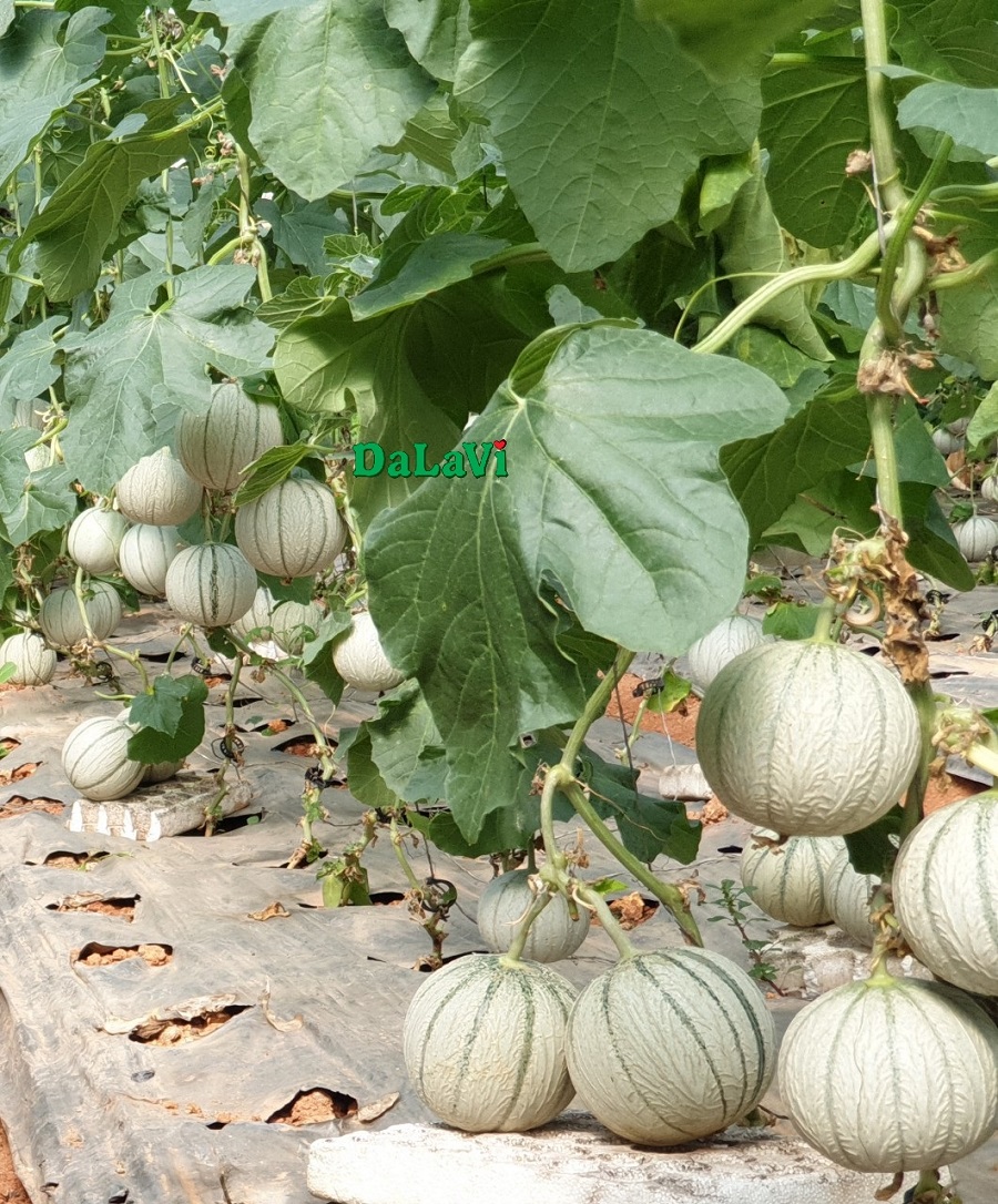 Dưa lê Pháp - Ảnh 5