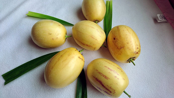 Dưa Pepino vàng - Ảnh 2