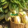 Dưa Pepino vàng
