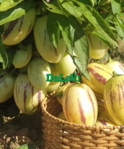 Dưa Pepino vàng
