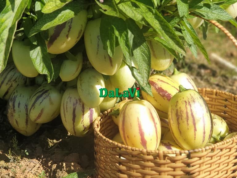 Dưa Pepino vàng