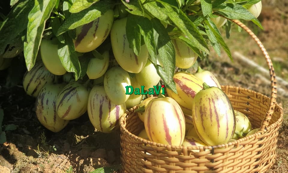 Dưa Pepino vàng