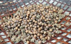 Hạt dẻ rừng (2kg)