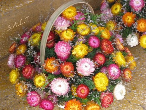 Hoa Bất Tử tình yêu - Ảnh 5