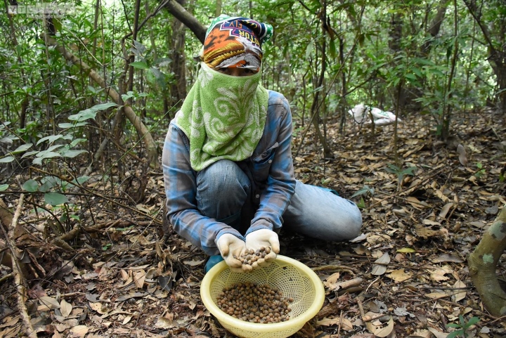 Hạt dẻ rừng