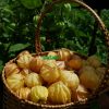 Quả Tầm bóp (Thù lù)