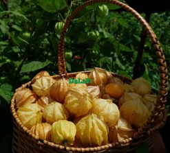 Quả Tầm bóp (Thù lù)