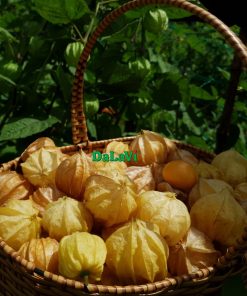 Quả Tầm bóp (Thù lù)