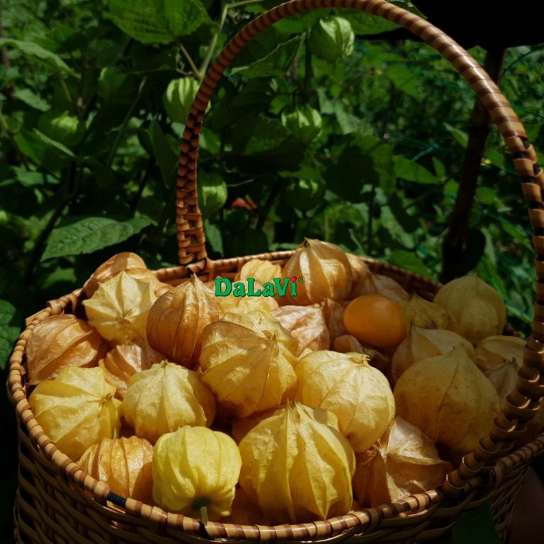 Quả Tầm bóp (Thù lù)