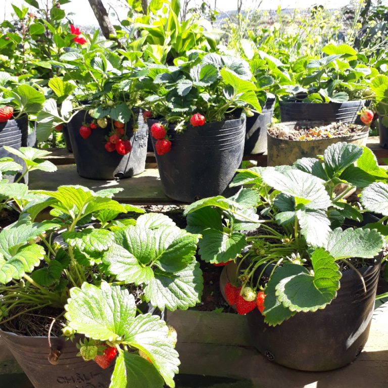 Chậu Dâu tây Đà Lạt