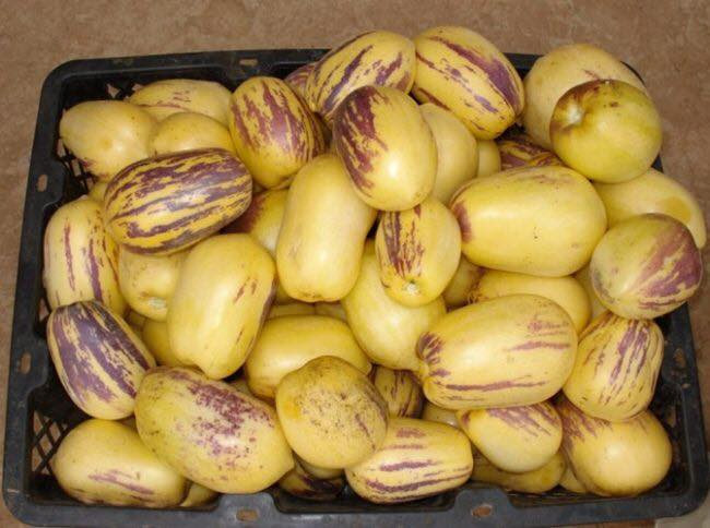 cach-phan-biet-dua-pepino-trung-quoc-va-da-lat-it-nguoi-biet-5