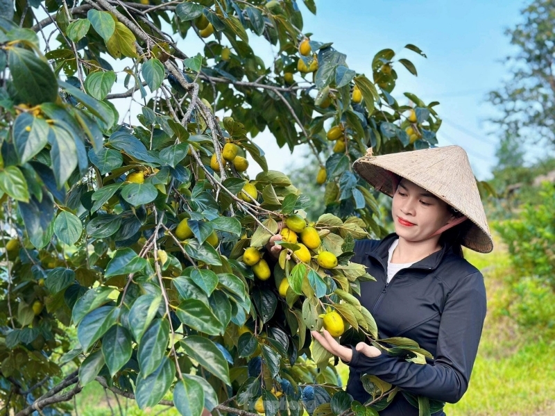 Mua sỉ hồng dẻo nguyên trái, hồng chẻ miếng giá tốt cho đối tác 