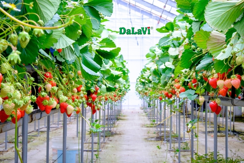 Hộp dâu tây trái tim với dâu tây Nhật được tuyển chọn kỹ lưỡng