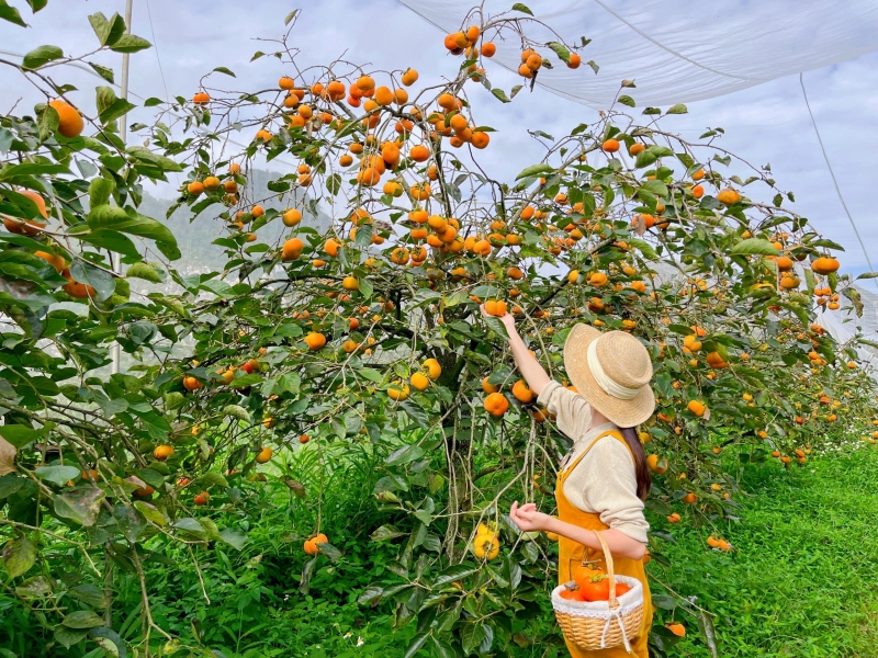 Hồng treo gió Lâm Đồng chất lượng bậc nhất, mua ngay kẻo lỡ