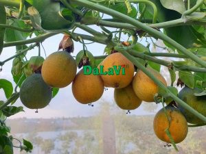 Chanh dây ngọt Đà Lạt đang sale sốc với giá cực ưu đãi 