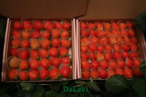 Giá 1kg dâu tây Đà Lạt hôm nay, mua ở đâu chất lượng