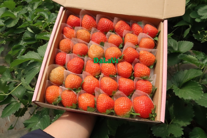 Giá dâu tây tháng 7 tại Lâm Đồng là bao nhiêu, mua ở đâu