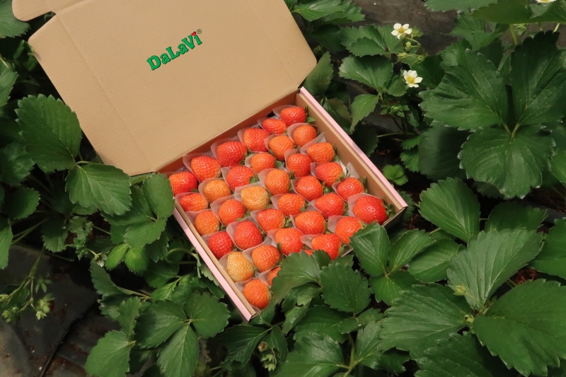 Chào mừng năm mới 2025 - DaLaVi gửi lời tri ân sâu sắc