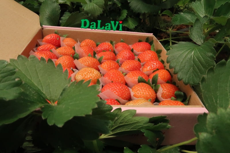 Dâu tây giống Nhật Bản tại Đà Lạt, hữu cơ, an toàn