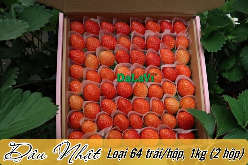 Dâu tây Đà Lạt, mùa vụ, giá cả và giống dâu tây khác