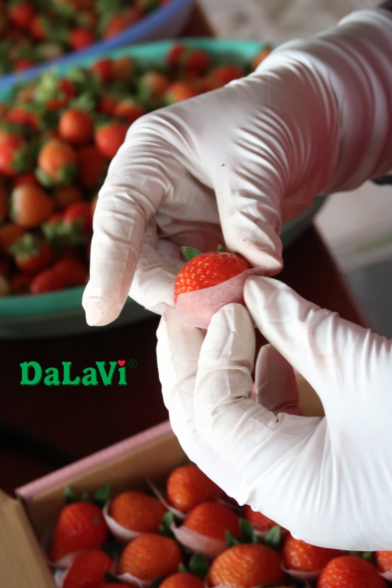Bảo quản dâu tây không cần tủ lạnh, mẹo giữ tươi lâu