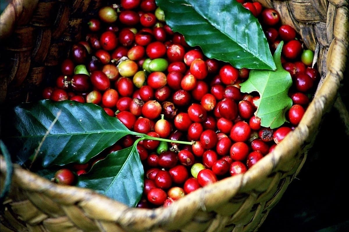 Giá cà phê hôm nay tại Đà Lạt, vì sao cafe tăng mạnh 