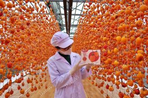 Mua hồng treo gió bị chát - Cẩn thận mua nhầm hàng đểu