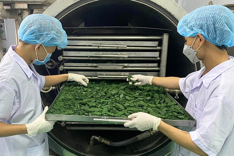 Tảo xoắn Spirulina mật ong, lựa chọn tốt cho sức khoẻ