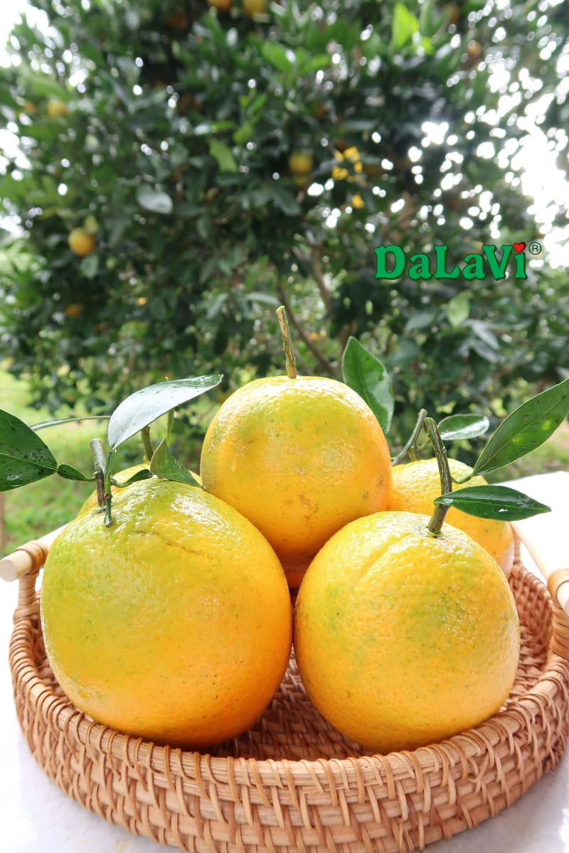 Tổng hợp đặc sản Lâm Đồng đầy đủ nhất không nên bỏ lỡ