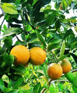 Cam Cara Đà Lạt và cam Cara Trung Quốc phân biệt ra sao