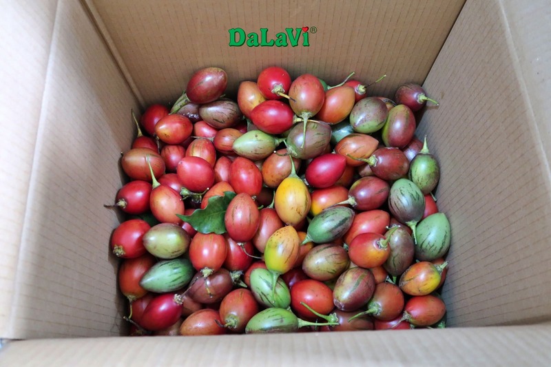 Công dụng của cà chua thân gỗ sẽ khiến bạn bất ngờ