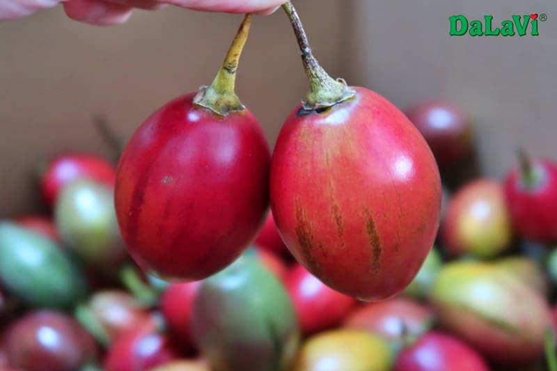 Công dụng của cà chua thân gỗ sẽ khiến bạn bất ngờ