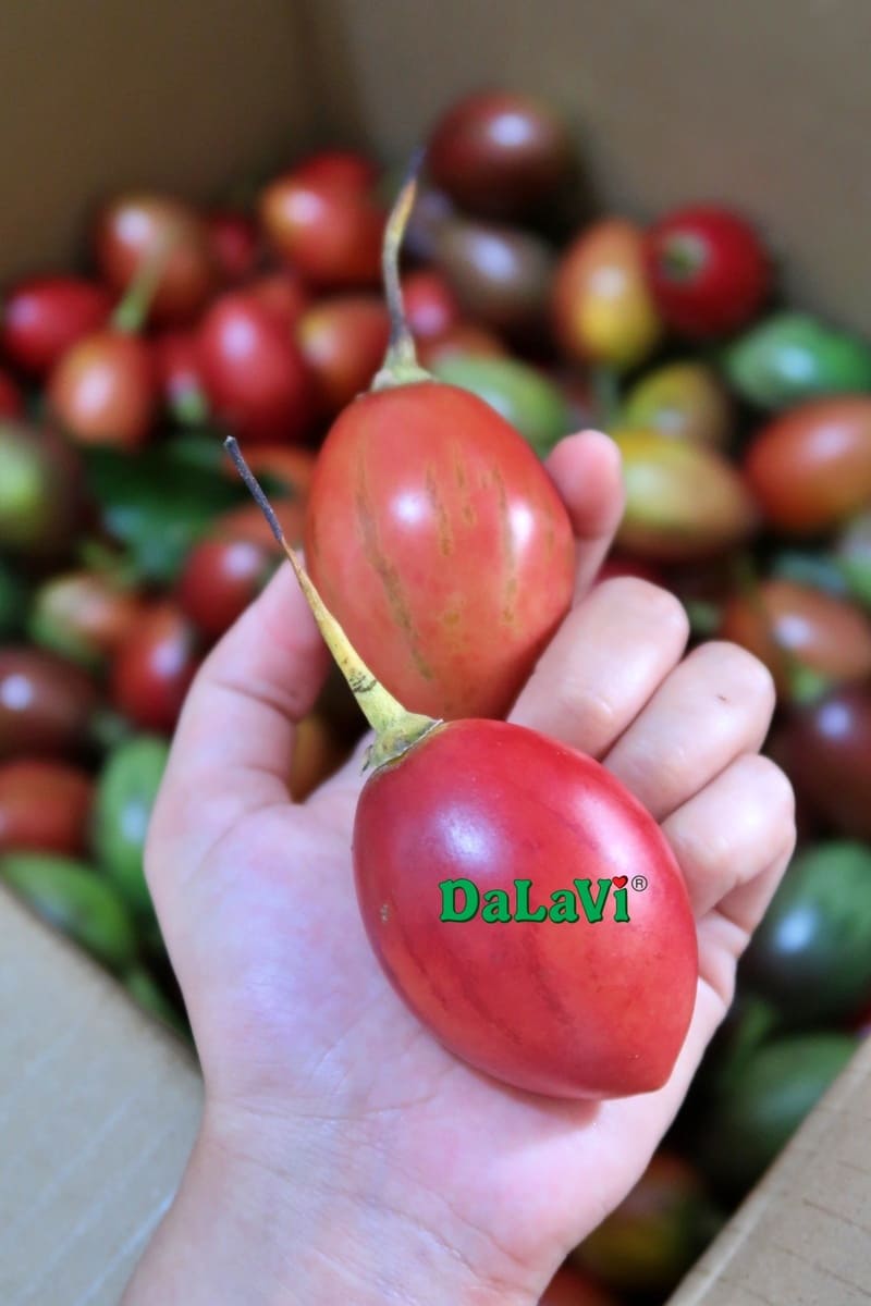 Công dụng của cà chua thân gỗ sẽ khiến bạn bất ngờ