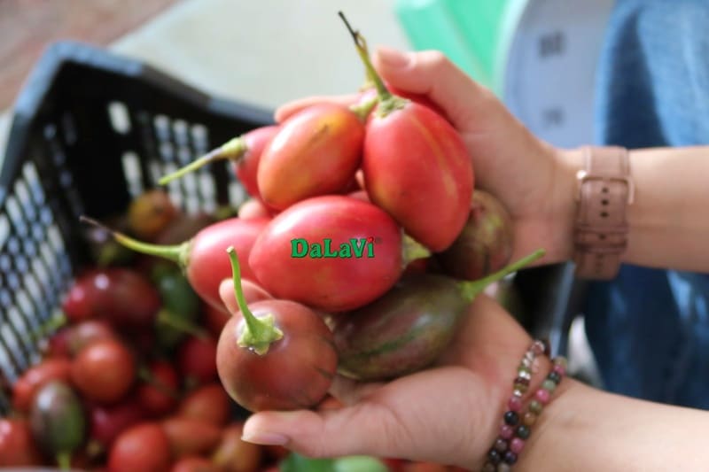 Tổng hợp đặc sản Lâm Đồng đầy đủ nhất không nên bỏ lỡ
