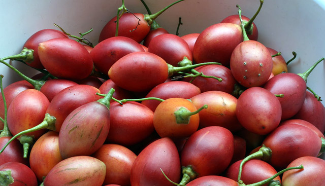 Cà chua thân gỗ Đà Lạt - Thực phẩm dinh dưỡng, thanh mát