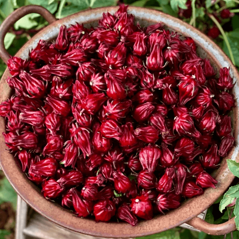 Nước cốt Atiso đỏ