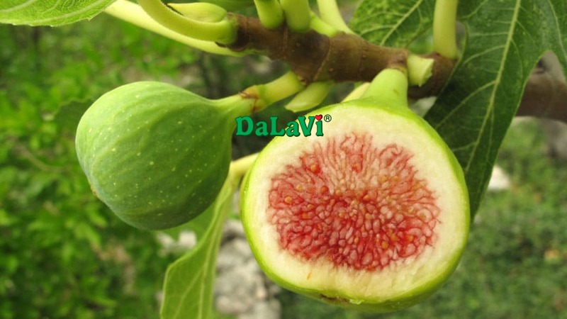 Quả sung Mỹ Đà Lạt - Trái cây số 1 cho ngày Tết