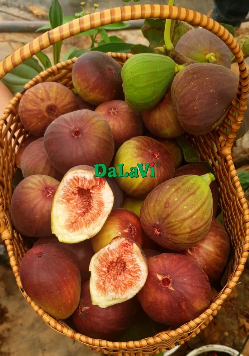 Quả sung Mỹ Đà Lạt - Trái cây số 1 cho ngày Tết