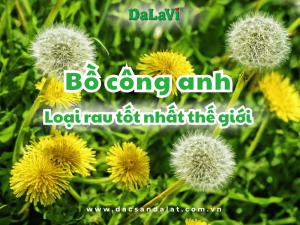 Cây bồ công anh được Mỹ đánh giá là rau tốt nhất