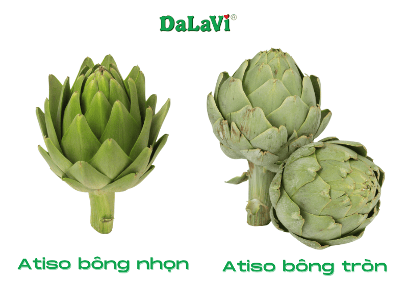 Vùng trồng atiso Đà Lạt từ DaLaVi đạt tiêu chuẩn GACP-WHO