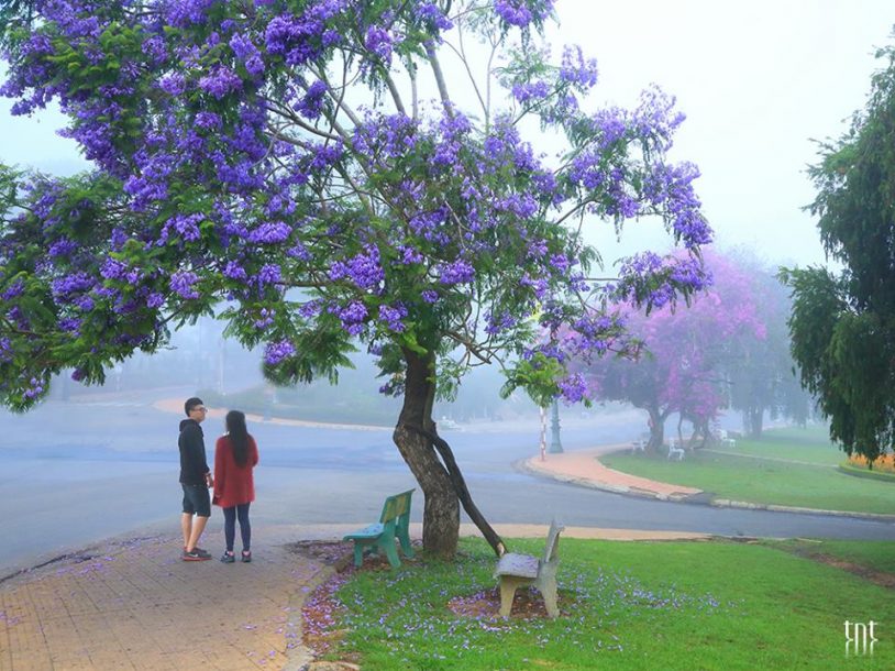 Tổng hợp đặc sản Lâm Đồng đầy đủ nhất không nên bỏ lỡ