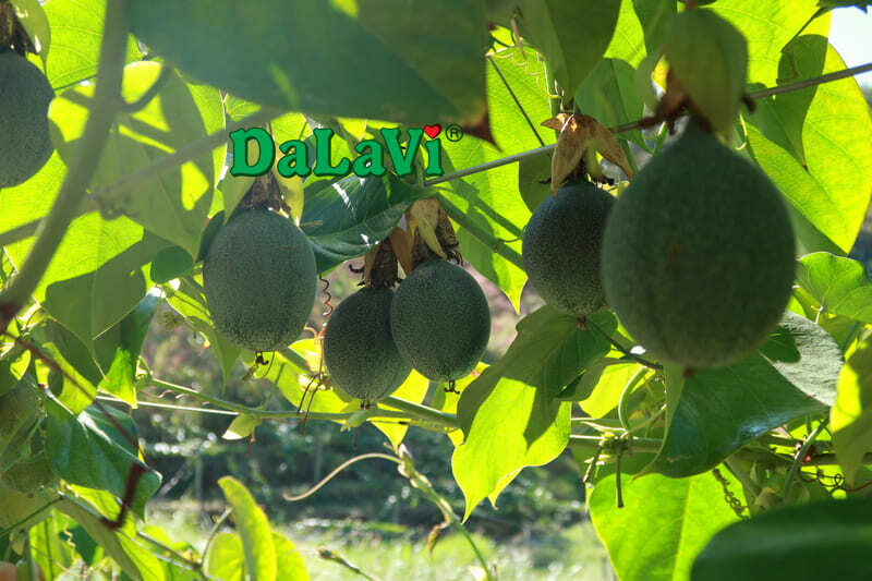 Cách trồng chanh dây Colombia - Loại trái cây siêu ngọt