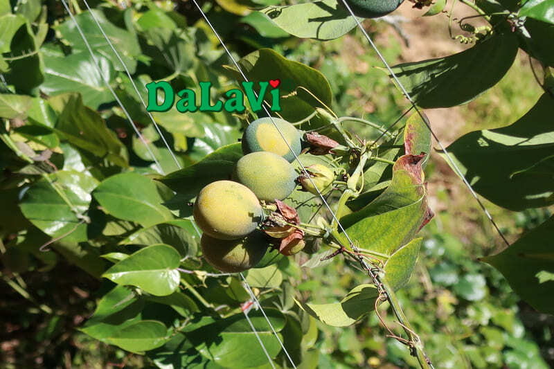 Cách trồng chanh dây Colombia - Loại trái cây siêu ngọt