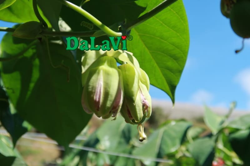 Cách trồng chanh dây Colombia - Loại trái cây siêu ngọt
