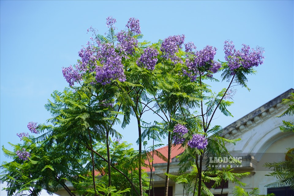 Hoa phượng tím bung nở, Đà Lạt thêm phần lãng mạn