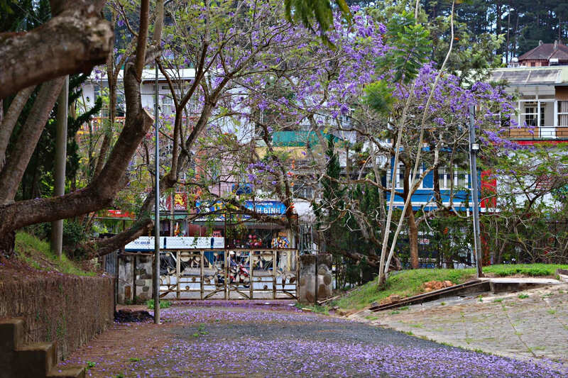 Hoa phượng tím bung nở, Đà Lạt thêm phần lãng mạn